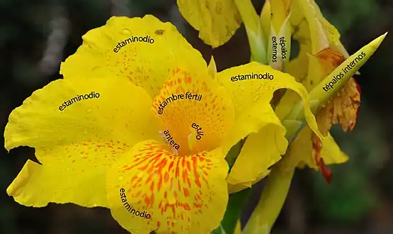 Canna: tépalos, estaminodios, estambre fértil petaloideo, estilo petaloideo.