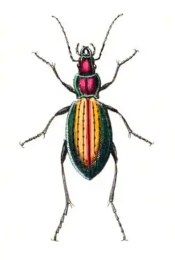 Carabus rutilans