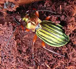 Carabus auronitens