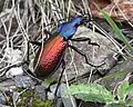 Carabus hispanus