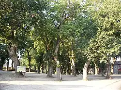 Carballeira de Pedrouzos