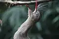 Una Cariama cristata gritando.