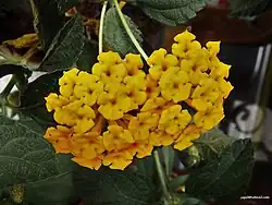 Lantana camara 'flava'