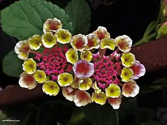 Lantana trifolia