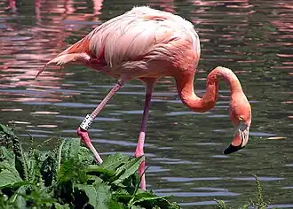 Phoenicopterus ruber[105]​