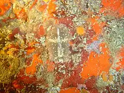 T. brocchii en Gordon's Bay, Ciudad del Cabo.