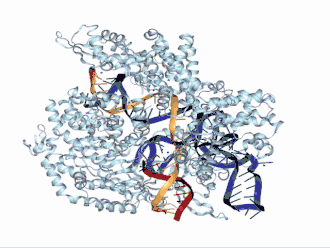 ARN guía unido a Cas 9 y asociado con el fragmento de ADN diana