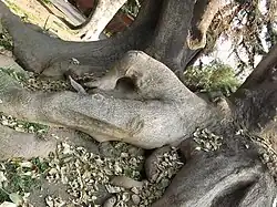 "Árbol de la mujer" en el patio de la casa.