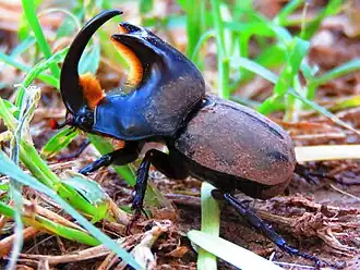 Cascarudo torito macho hallado en Sudamérica (Argentina)