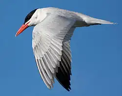 Charrán caspio en la cuenca de Guadalupe.