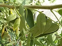 Detalle de una rama con hojas de Senna corymbosa
