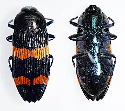 Castiarina bifasciata