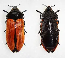 Castiarina rufipennis