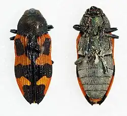 Castiarina sexplagiata
