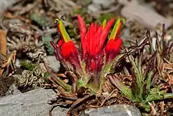 Castilleja bella