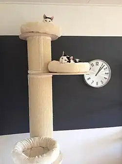 Árbol de gatos con dos mascotas.