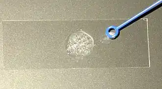 Prueba para detectar la catalasa, al aplicar peróxido de hidrógeno se nota la aparición de pequeñas burbujas de oxígeno.