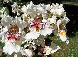 Fleurs de Catalpa speciosa