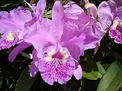 Cattleya lueddemanniana