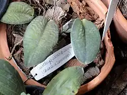 Cattleya walkeriana en el vivero de orquídeas de Margaret Mee del Jardín Botánico de Brasilia