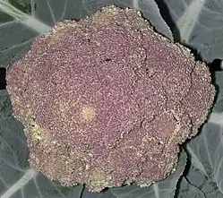 Brócoli morado de Sicilia