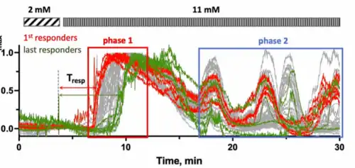 Respuestas de diferentes células beta al aumento del Ca2+ intracelular, dentro de un islote. En rojo: primeras respondedoras. En verde: últimas respondedoras. En gris respondedoras centrales. Tresp= Tiempo de respuesta, Time= tiempo en minutos