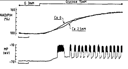 alt=Oscilaciones eléctricas de la célula Beta β (abajo), MP= potencial de membrana; mV=milivoltios. Barra de escala de tiempo= 1 minuto. Una onda lenta (meseta) 2 por minuto, con ráfagas superpuestas (espigas). Concentración de glucosa G (arriba) baja 3 mM y alta 15 mM. mM= milimoles.