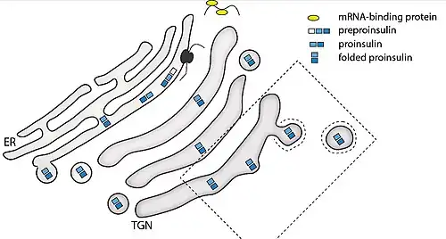 Proceso de la insulina desde el RER hasta los gránulos secretores (SG).