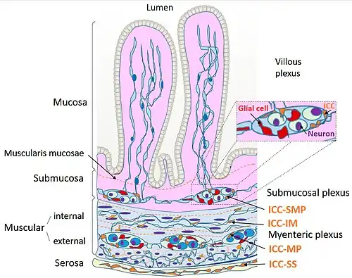 Localización de Células de Cajal intra-parietales intestinales en naranja: ICC SMP, ICC IM, ICC MP, ICC SS.