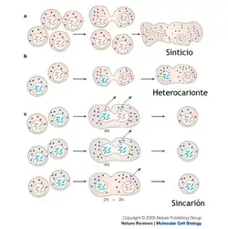 A diagram of cell fusion of various kinds
