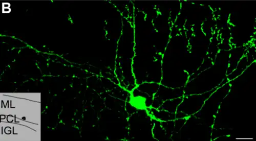 Célula Cesta (en verde) soma y dendritas en el cerebelo.