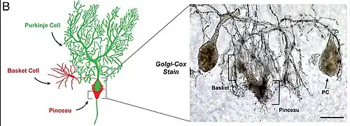 Célula Cesta. Izquierda en rojo y Basket cell. Pinceau= pincel de la célula cesta. Derecha cesta (basket) y su relación con la célula de Purkinje PC.