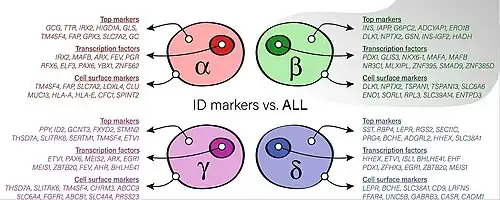 Genes marcadores y células.