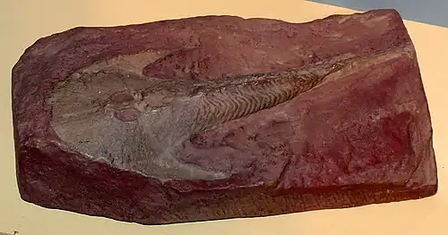 Fósil de Cephalaspis