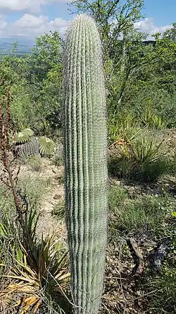 Cephalocereus columna-trajani