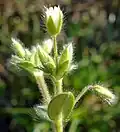Cerastium brachypetalum