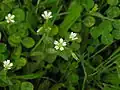 Cerastium vulgatum