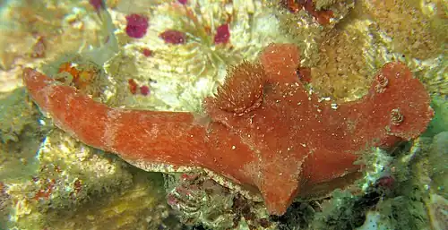 Ceratosoma gracillimum