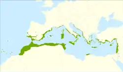 alt=Mapa de distribución : ✖ Distribución natural y poblaciones aisladas incluyendo como arqueofito