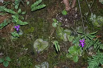 Otra especie de Pinguicula, planta carnívora (Pinguicula moranensis)