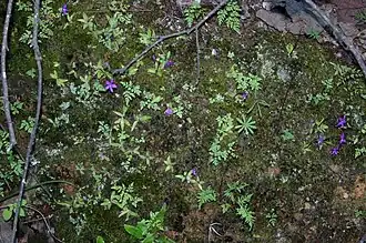 Pinguicula stolonifera, una planta carnívora