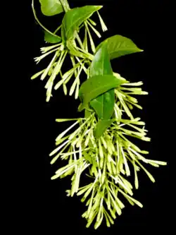 Inflorescencia