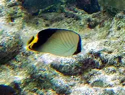 En Landaagiraavaru, atolón Baa