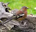 Chaffinch común