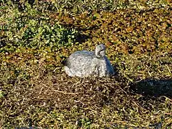 Foto de un Chajá en su nido, posiblemente incubando huevos. Foto tomada en la Reserva Ecológica Costanera Sur en junio 2015.