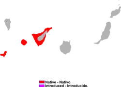 Distribución de Chalcides viridanus.