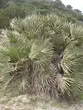 Chamaerops humilis