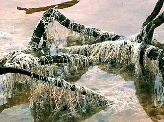 Blanqueada cuando el agua en el estanque disminuyó