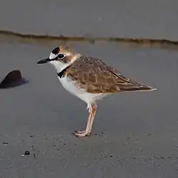 Charadrius collaris Collared Plover