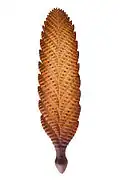 Charnia (Rangeomorpha)